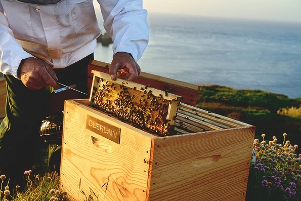 法國烏埃尚島，黑蜂在蜂巢內(圖/嬌蘭提供)