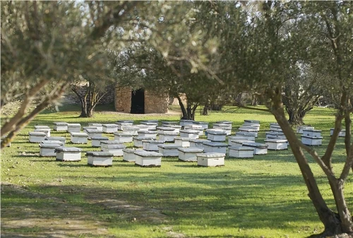 Melvita蜜葳特摩洛哥蜂箱(圖/蜜葳特提供)