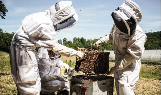 Melvita蜜葳特阿爾代什養蜂行動(圖/蜜葳特提供)