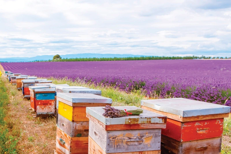 Melvita蜜葳特普羅旺斯薰衣草高地蜂箱(圖/蜜葳特提供)