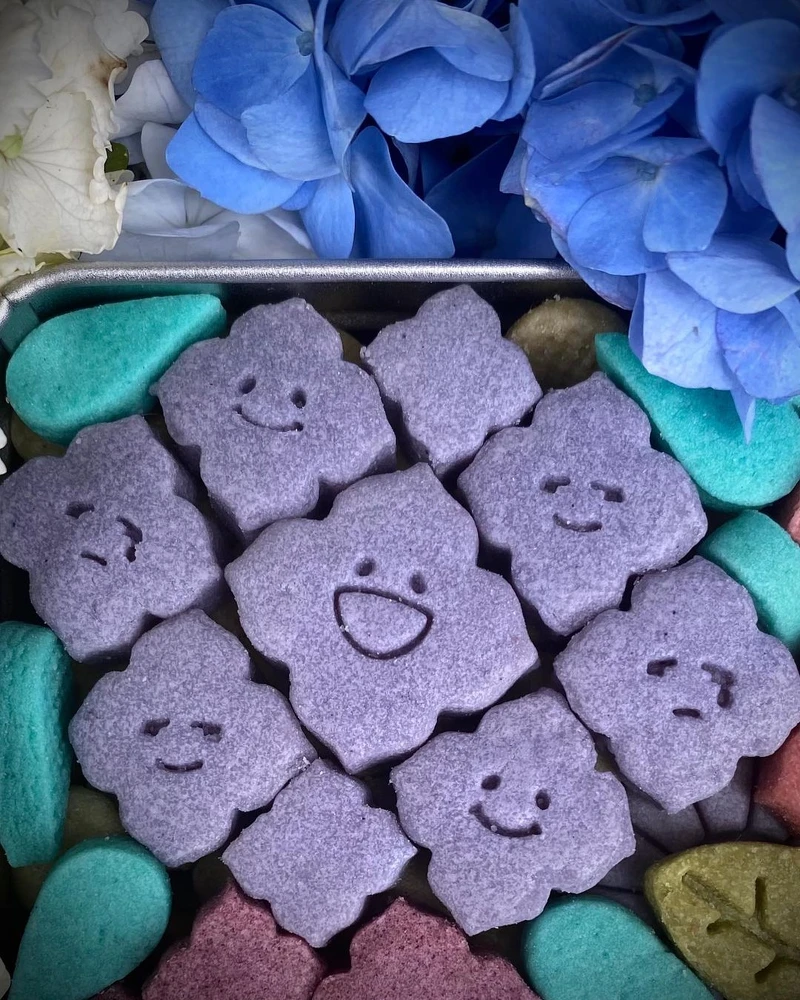 繡球花有多種顏色，紫色為蝶豆花。