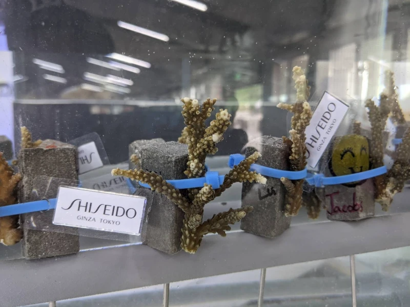 珊瑚幼體以束帶固定在基座上,置入海水水族箱中。 珊瑚幼體以束帶固定在基座上,置入海水水族箱中。