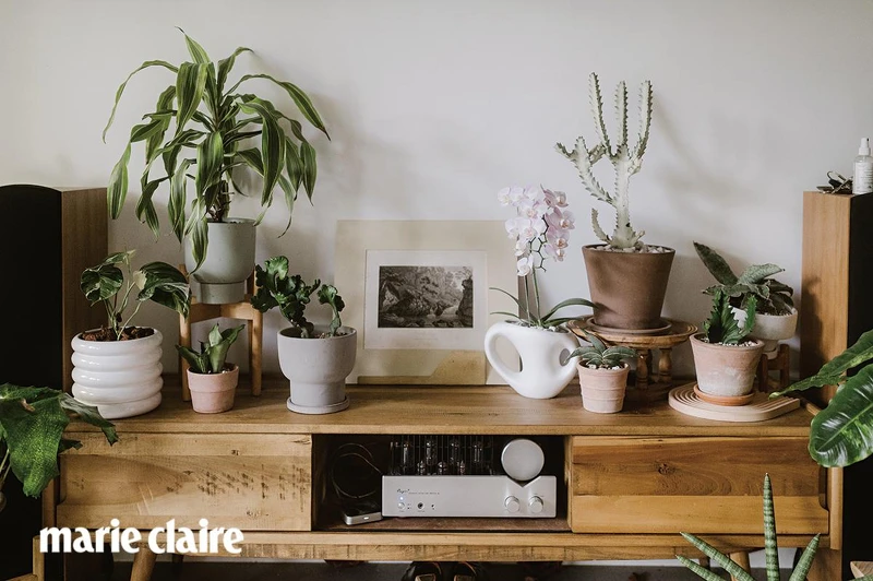 客廳是家中很重要的植栽陳列空間，每隔幾天都會更換不同的品項，依照心情或是想嘗試的風格做變動，很鼓勵大家透過調整植栽位置觀察植物生長的姿態，感受它們生長線條，這個過程能美化空間外，也是訓練美感的一種方式。