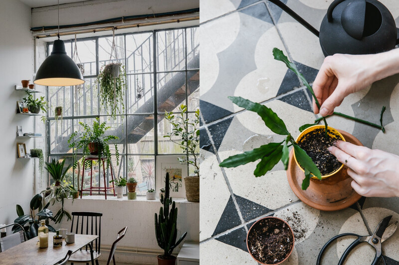 服務內容是協助商業、私人空間的植物規劃。