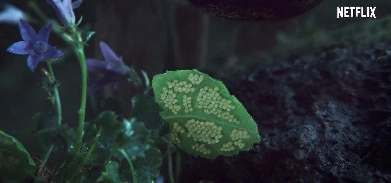 全智賢《屍戰朝鮮：雅信傳》回到「生死草」與它的產地！