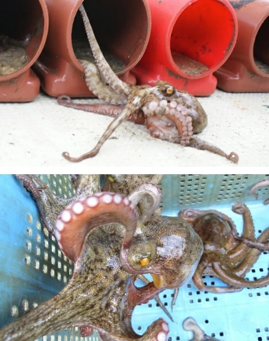 ▲超鬧的「章魚壺」認養。(圖/翻攝自樂天市場 Japan 官網) ▲超鬧的「章魚壺」認養。(圖/翻攝自樂天市場 Japan 官網)