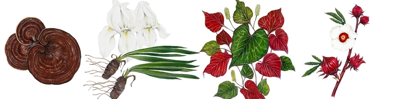 赤靈芝精萃、鳶尾花根精萃、魚腥草、洛神花 赤靈芝精萃、鳶尾花根精萃、魚腥草、洛神花