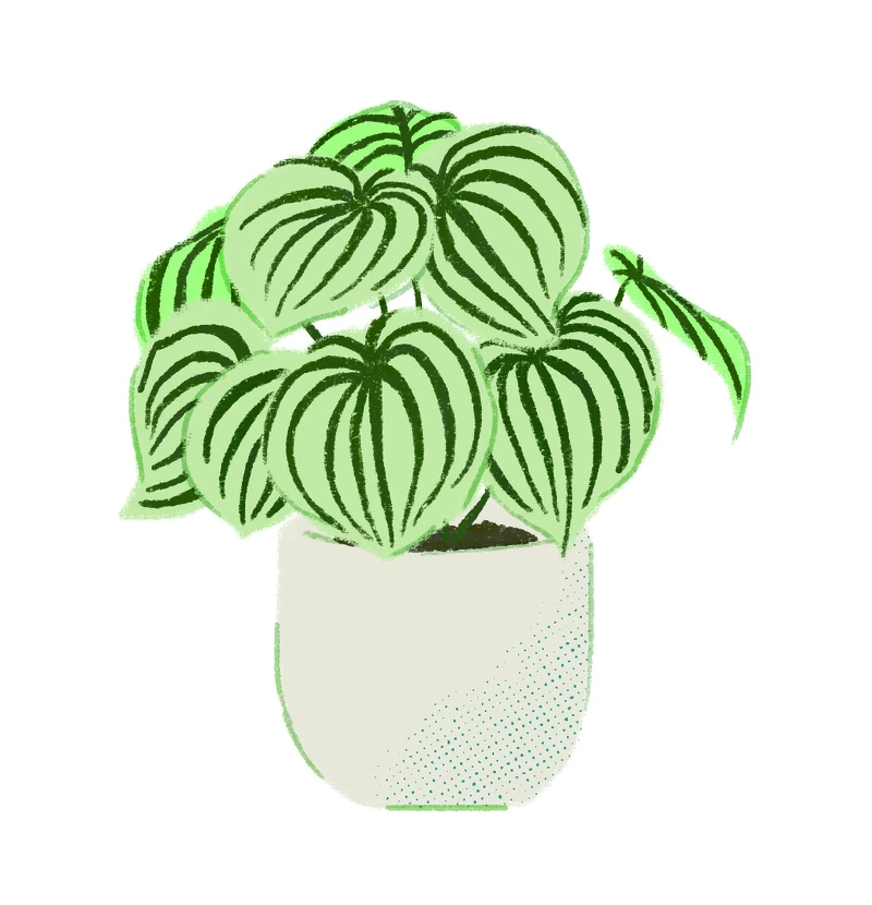 ▲西瓜皮椒草盆栽,鄉林園藝。(插圖/Mori三木森) ▲西瓜皮椒草盆栽,鄉林園藝。(插圖/Mori三木森)