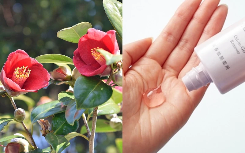 朵茉麗蔻「卸妝凝露」新添加友善原料唐津山茶花籽油等奢華天然植物精油,天然芳療級香氛與觸感,卸妝過程宛如享受了高級SPA般的「保養」。 朵茉麗蔻「卸妝凝露」新添加友善原料唐津山茶花籽油等奢華天然植物精油,天然芳療級香氛與觸感,卸妝過程宛如享受了高級SPA般的「保養」。