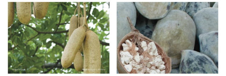 左為Kigelia 臘腸樹果實、右為Baobab 猴麵包樹果實 左為Kigelia 臘腸樹果實、右為Baobab 猴麵包樹果實
