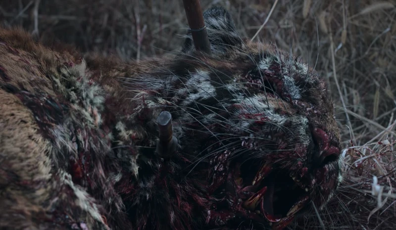 《屍戰朝鮮：雅信傳》屍變「老虎」也藏有深意