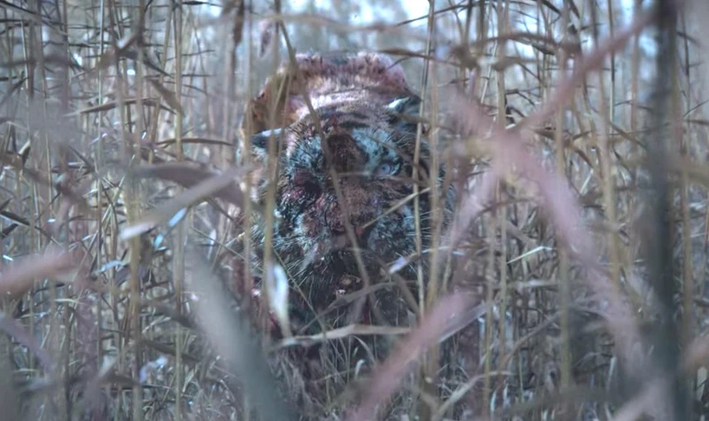 《屍戰朝鮮：雅信傳》屍變「老虎」也藏有深意