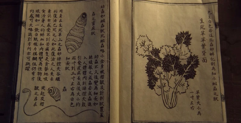 《雅信傳》＆《屍戰朝鮮》「生死草」屍變＆傳播方式不同