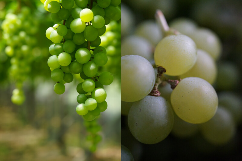 此葡萄品種為木杉。(攝影/林裕森) 此葡萄品種為木杉。(攝影/林裕森)