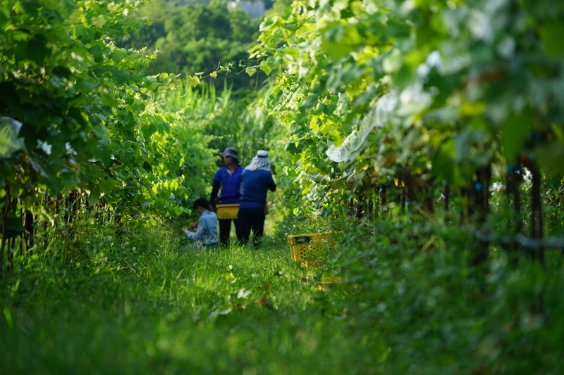 原料使用埔里莊園的荖藤金香葡萄。(攝影/林裕森) 原料使用埔里莊園的荖藤金香葡萄。(攝影/林裕森)