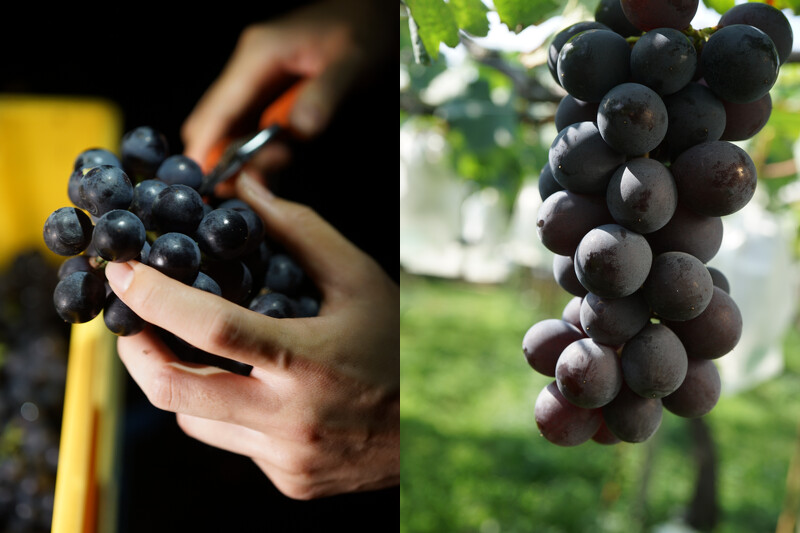 以61%黑后,32%巨峰,5%台中四號,2%蜜紅釀製。(攝影/林裕森) 以61%黑后,32%巨峰,5%台中四號,2%蜜紅釀製。(攝影/林裕森)