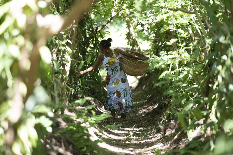 馬達加斯加島上的當地婦女，穿梭於五月梵尼蘭棚架中，悉心照料。