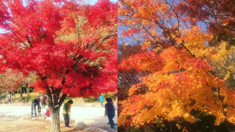 韓國雪嶽山每到秋天就是賞楓勝地。 韓國雪嶽山每到秋天就是賞楓勝地。