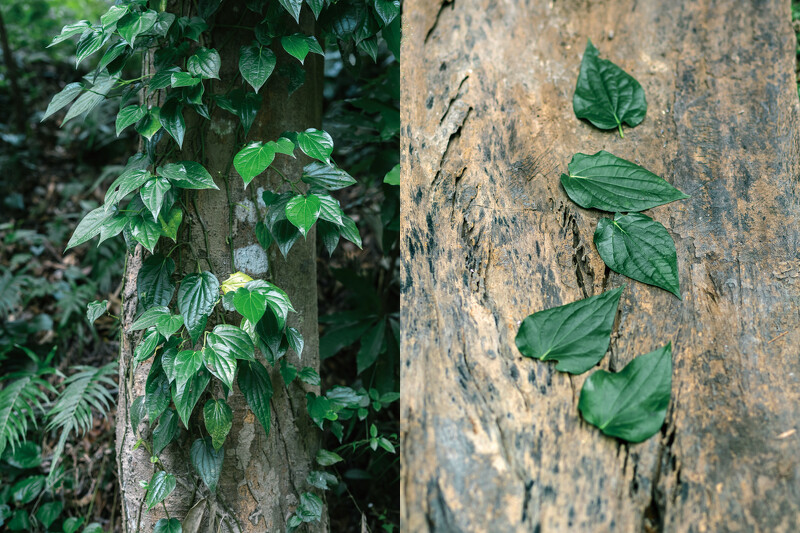 「荖葉」現今在南洋文化國家中它被大量使用放在精油、沐浴乳、茶飲各式生活用品之中。 「荖葉」現今在南洋文化國家中它被大量使用放在精油、沐浴乳、茶飲各式生活用品之中。