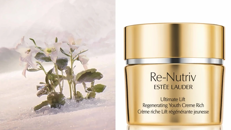 雅詩蘭黛白金級極萃賦活花秘乳霜的關鍵成份來自極地冰晶龍膽花。 雅詩蘭黛白金級極萃賦活花秘乳霜的關鍵成份來自極地冰晶龍膽花。