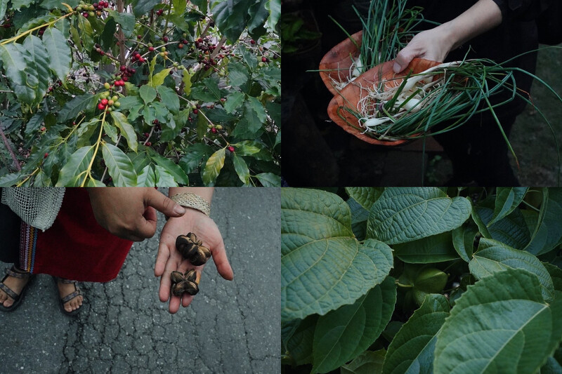 在崁頂部落採集野食,也作為晚宴湯品食材。 在崁頂部落採集野食,也作為晚宴湯品食材。