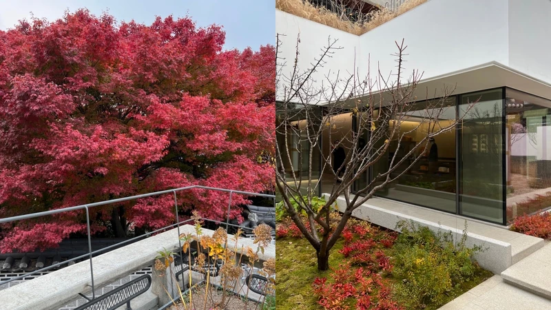 雪花秀韓國北村旗艦店庭園。 雪花秀韓國北村旗艦店庭園。