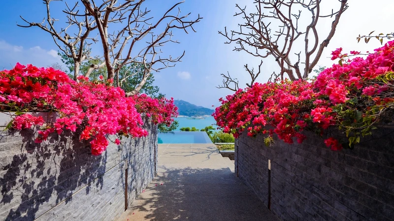 九重葛為涵碧樓增添豔麗色彩