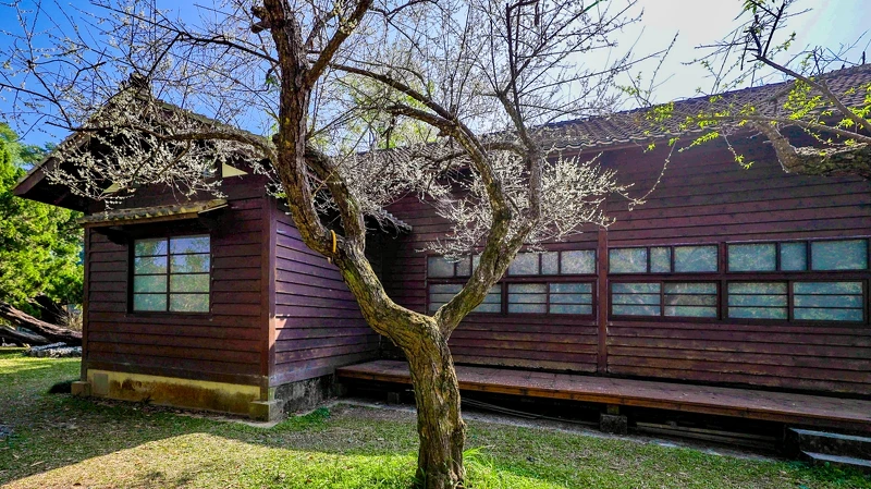 梅花配木造建築有如搭上時光機