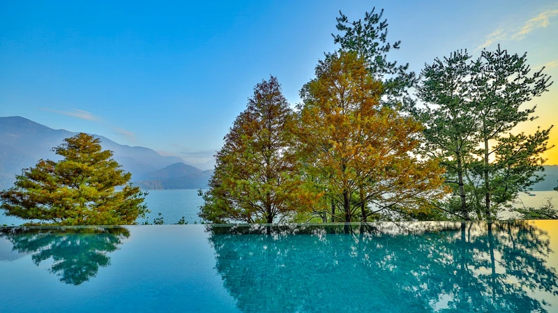 無邊際泳池前落羽松美景會在秋天登場