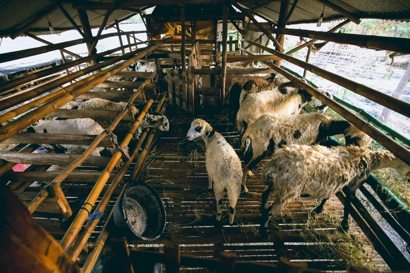 ▲▼在經過課程洗禮後，移工Adi Wahono開了養150頭羊的牧場、Mandala 創業開起了鳥店。（圖 / One-Forty提供）