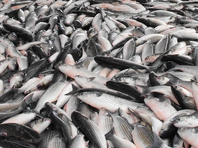 ▲烏魚在此時收穫最豐。（示意圖 / 翻攝自農委會官方網站）