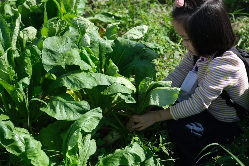 可親自採集。 可親自採集。