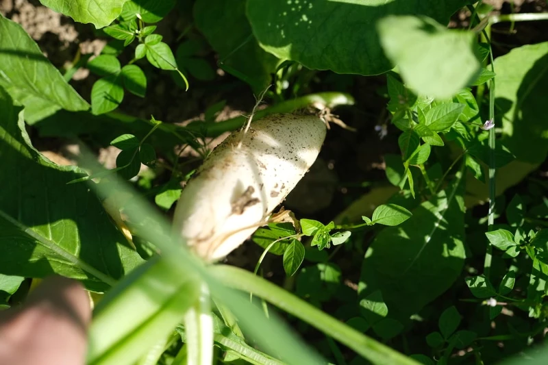 享受農事樂趣。 享受農事樂趣。