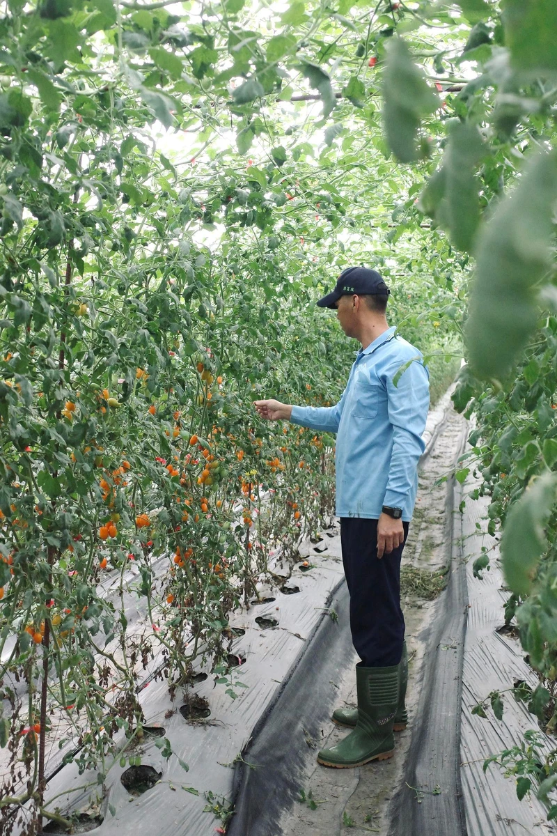 美濃青農陳憲政所栽種的橙蜜小蕃茄品質優良。 美濃青農陳憲政所栽種的橙蜜小蕃茄品質優良。