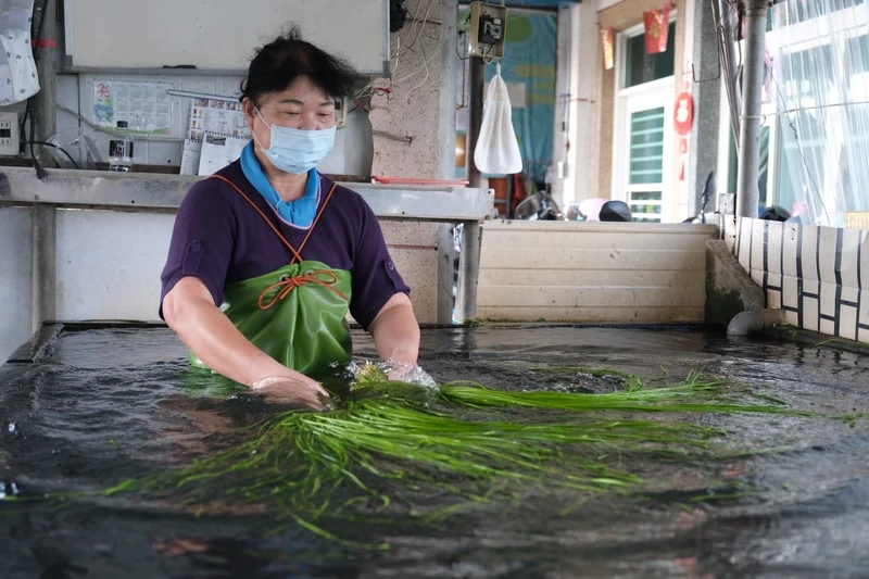 可參觀採集水蓮的過程。 可參觀採集水蓮的過程。