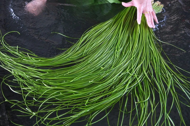 也能親自著裝下水體驗摘採過程。 也能親自著裝下水體驗摘採過程。