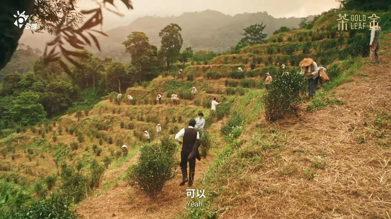 ▲烏面的茶園留下最好的膨風茶。（圖／翻攝自公視PTS臺灣 YouTube頻道）