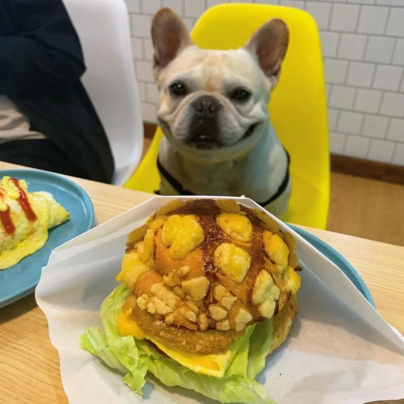 圖/IG @pugbreakfast