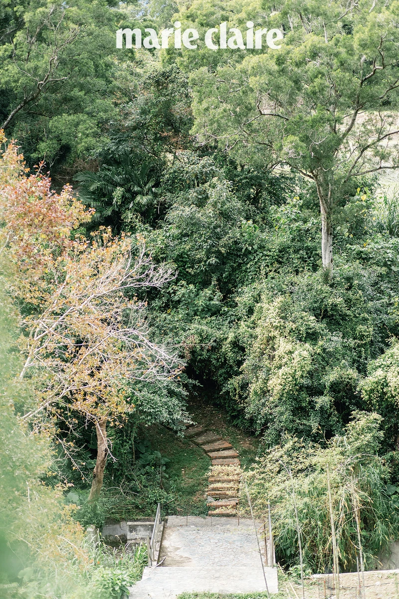竹林步道於近期開幕。