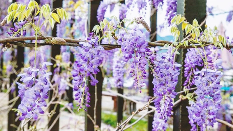 Photo/嘉義縣政府、阿里山國家風景區官網 Photo/嘉義縣政府、阿里山國家風景區官網