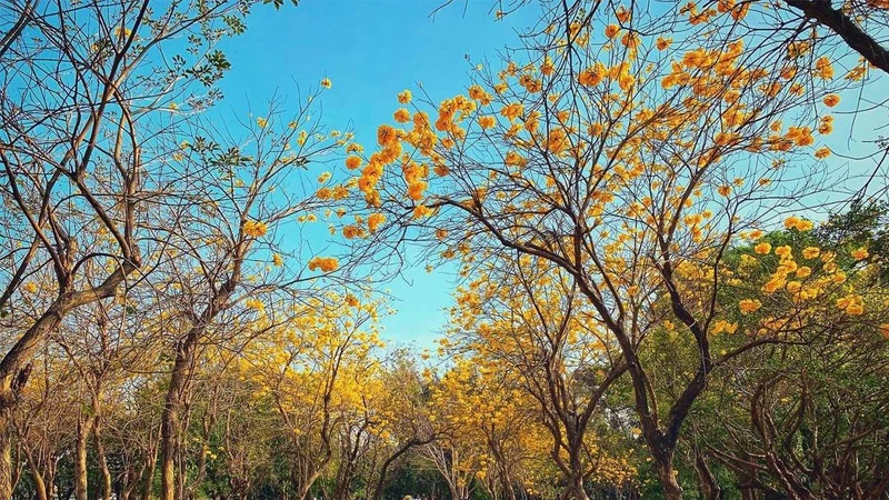 Photo/IG@lao_maio授權提供 Photo/IG@lao_maio授權提供