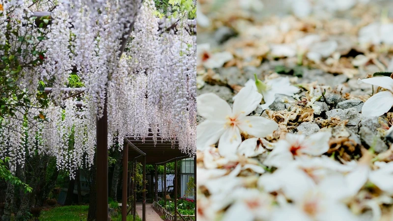 Photo/卓也小屋FB Photo/卓也小屋FB