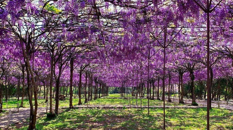 淡水紫藤花園