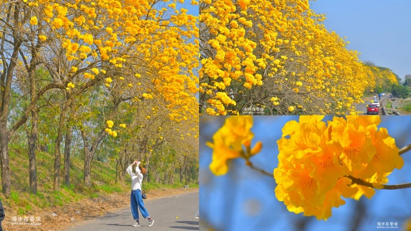 2022嘉義太保朴子溪堤防風鈴木花況。Photo/「漫步在雲端的阿里山」FB授權提供 2022嘉義太保朴子溪堤防風鈴木花況。Photo/「漫步在雲端的阿里山」FB授權提供