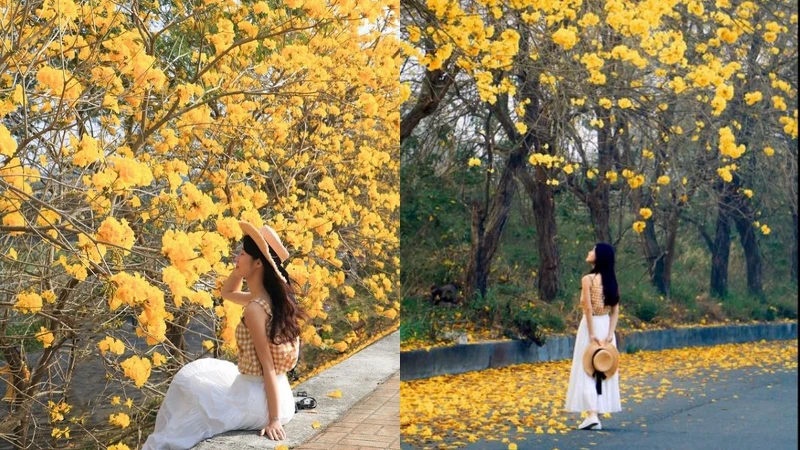 台林橋黃花風鈴木花況。Photo/IG@bluejenny618授權提供 台林橋黃花風鈴木花況。Photo/IG@bluejenny618授權提供