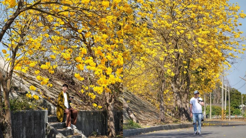 大林陳井寮黃花風鈴木花況,Photo/IG@jimmyxphoto、IG@chihchun628 授權提供 大林陳井寮黃花風鈴木花況,Photo/IG@jimmyxphoto、IG@chihchun628 授權提供