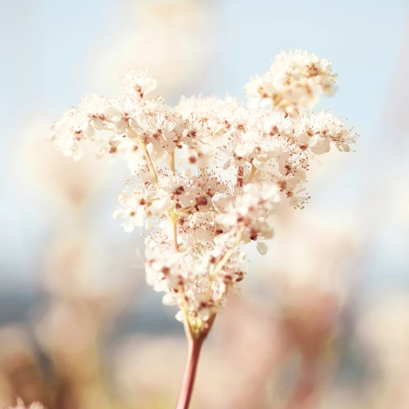 L’OCCITANE歐舒丹白皇后系列繡線菊。