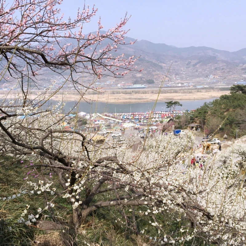 韓國光陽梅花村。 韓國光陽梅花村。