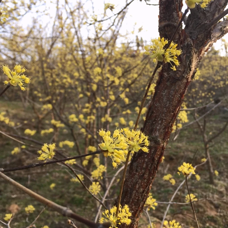 山茱萸花。 山茱萸花。