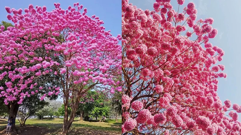 Photo/IG @ncbekjb、IG @summer_ming_yu 授權提供 Photo/IG @ncbekjb、IG @summer_ming_yu 授權提供